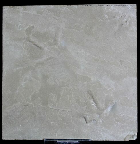 Eocene Age Fossil Bird Tracks - Green River Formation, Utah #28758
